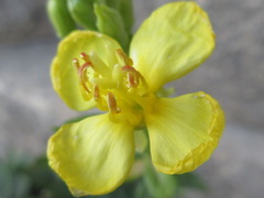 Oenothera biennis