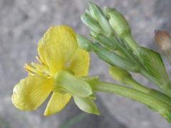 Oenothera biennis