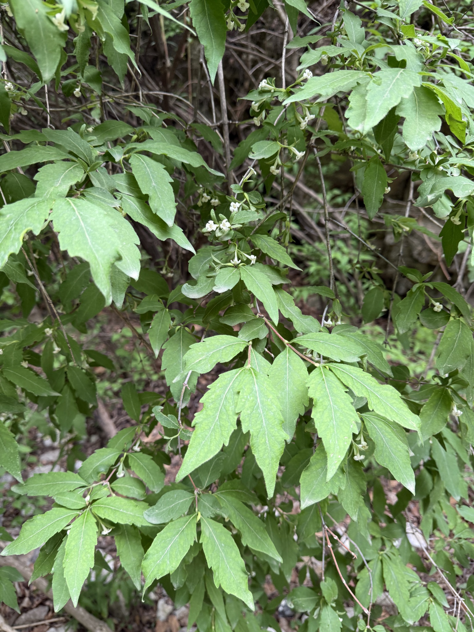 Zabelia Biflora (Zabelia biflora)