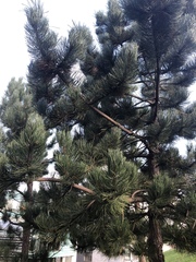 Pinus