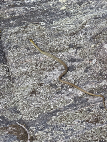 Common Tree Snake sighting