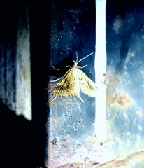 Elophila nebulosalis