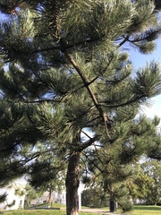 Pinus