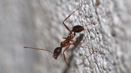 Aphaenogaster rothneyiAphaenogaster rothneyi