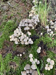Coprinellus