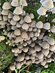 Coprinellus