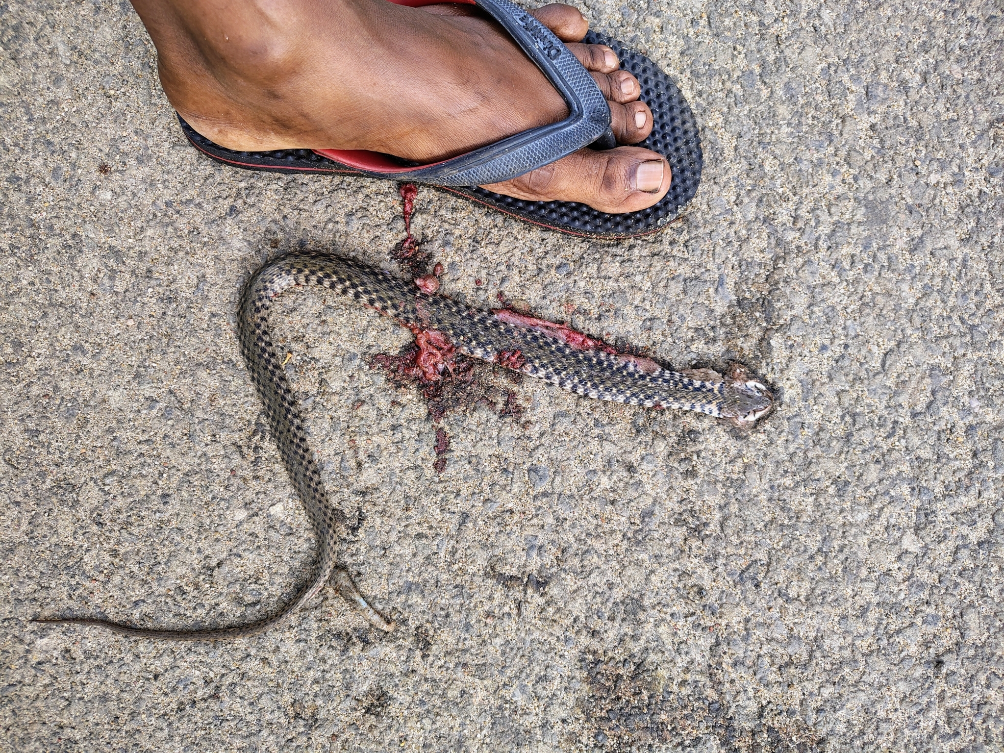 Asiatic water snake