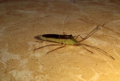 Homoeocerus bipunctatus