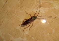 Homoeocerus bipunctatus