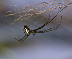 Leucauge granulata