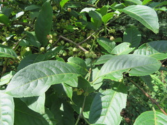 Euonymus hamiltonianus