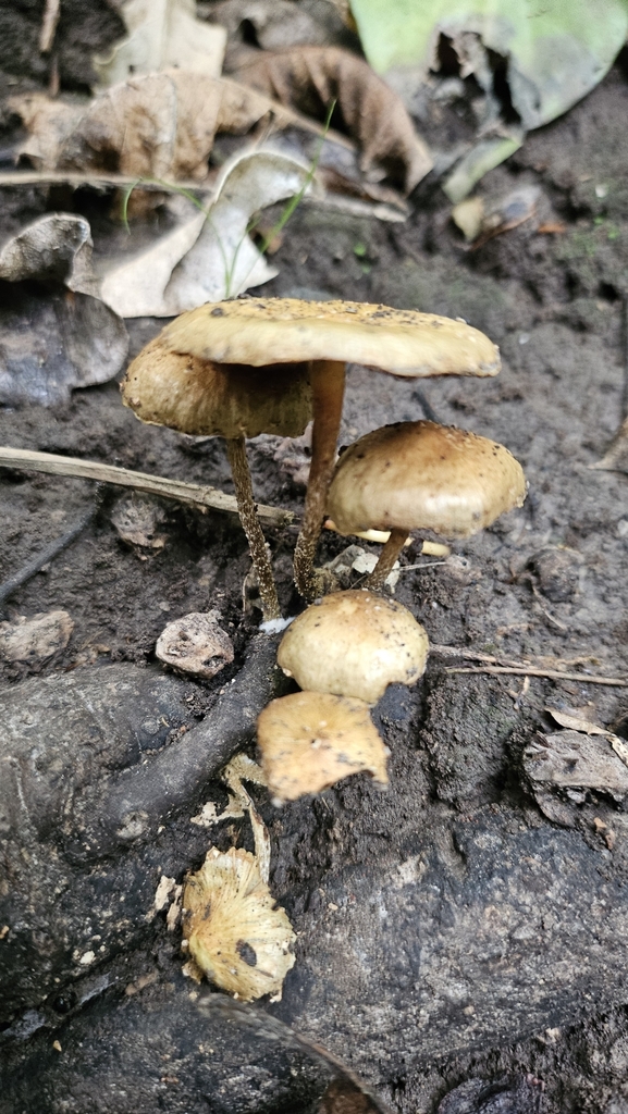 Pholiota subflammans · May 2025 · photo: © charliethomas (iNaturalist, cc0)