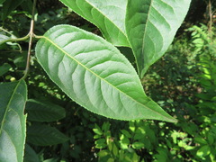 Euonymus hamiltonianus