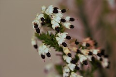 Erica imbricata