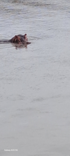 Common Hippopotamus