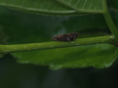 Clovia conifera