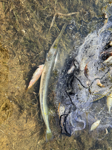 Freshwater Garfish