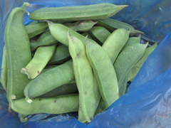 Canavalia ensiformis