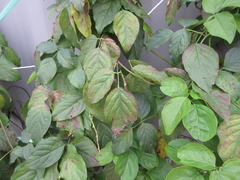 Canavalia ensiformis