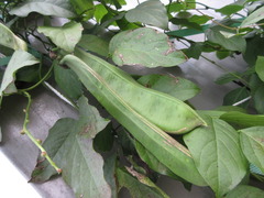 Canavalia ensiformis