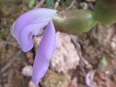 Canavalia ensiformis