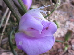 Canavalia ensiformis