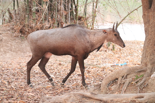 Nilgai