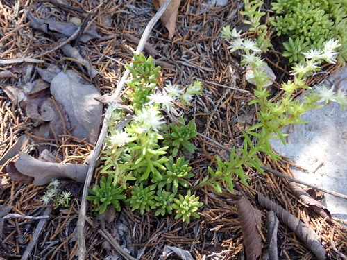 Nevius' stonecrop (Sedum nevii)