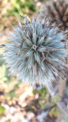 Echinops ritro ruthenicus