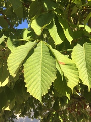 Aesculus hippocastanum