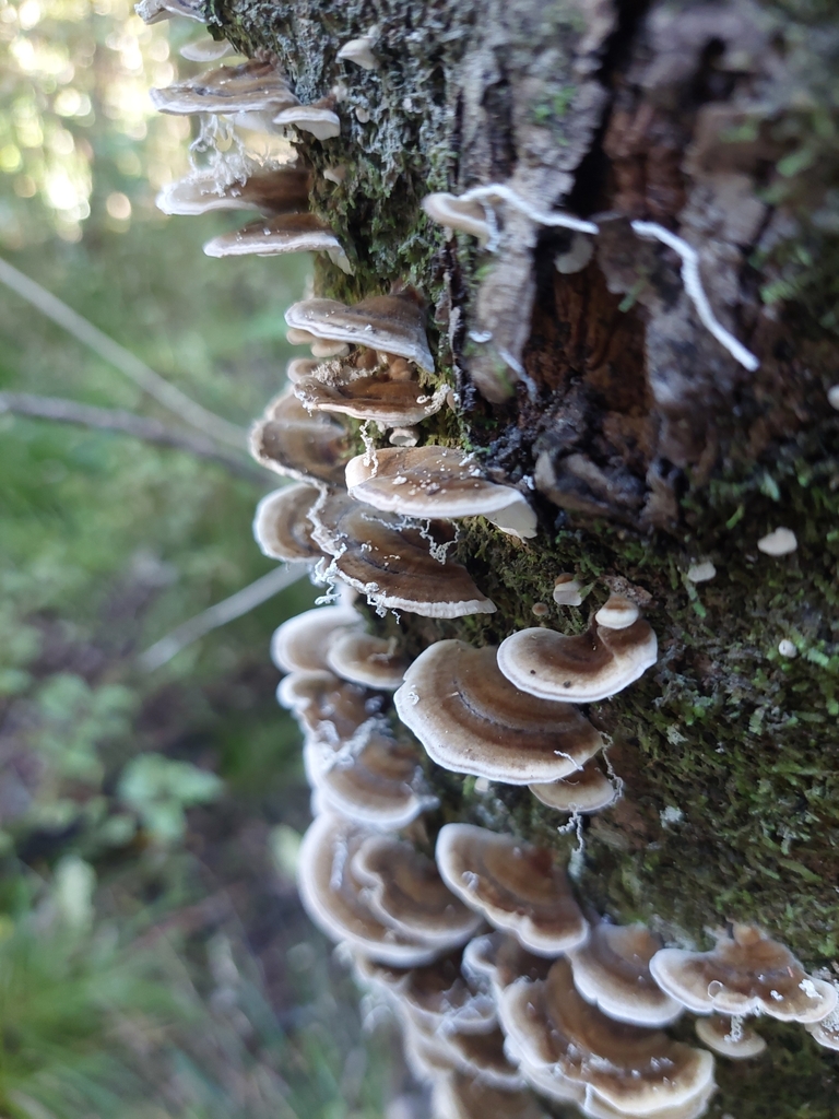 Trametes versicolor · May 2025 · photo: © little-korora (iNaturalist, cc-by)