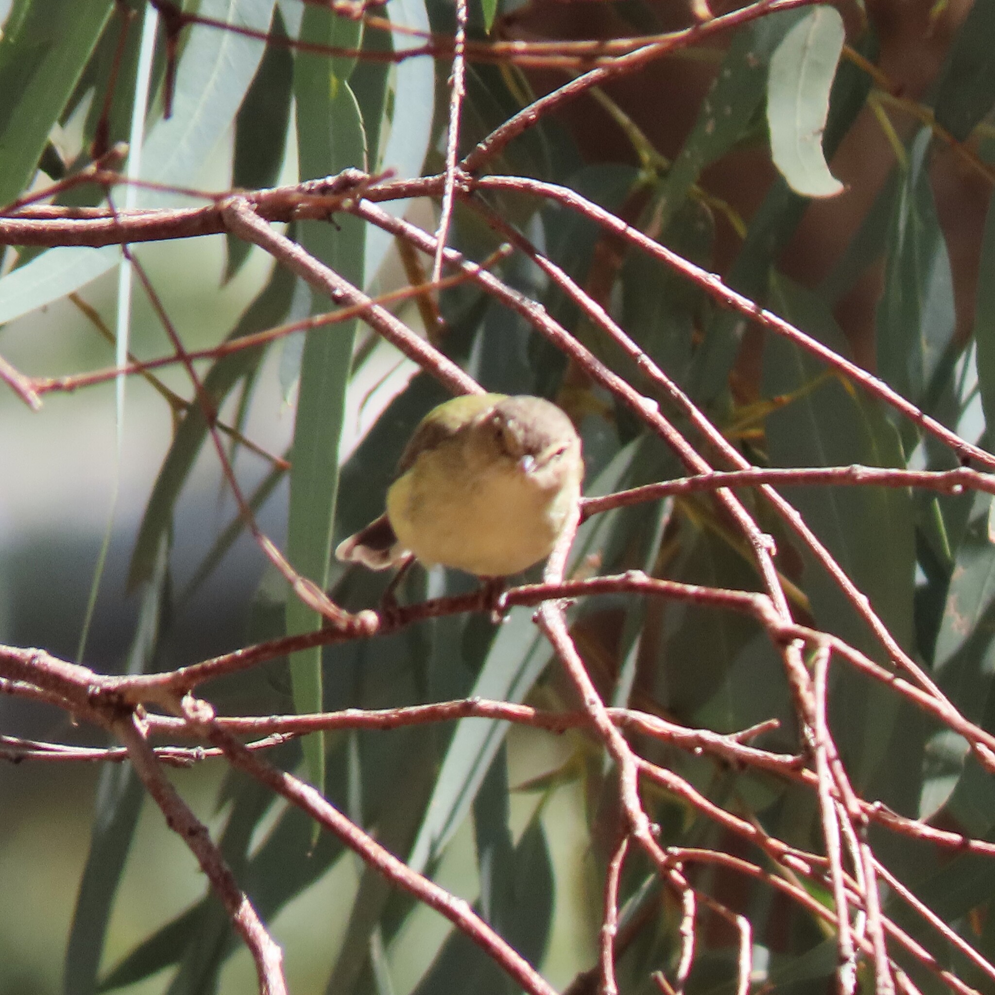 Weebill illustration