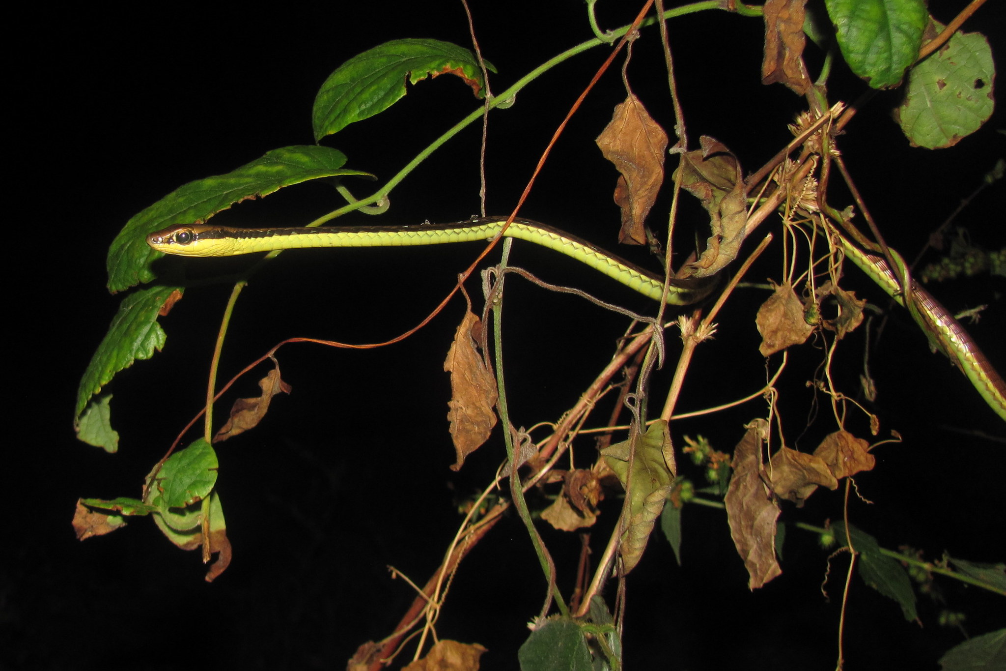 Dendrelaphis marenae Vogel & Van Rooijen, 2008
