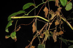 Dendrelaphis marenae