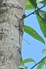 Draco spilopterus