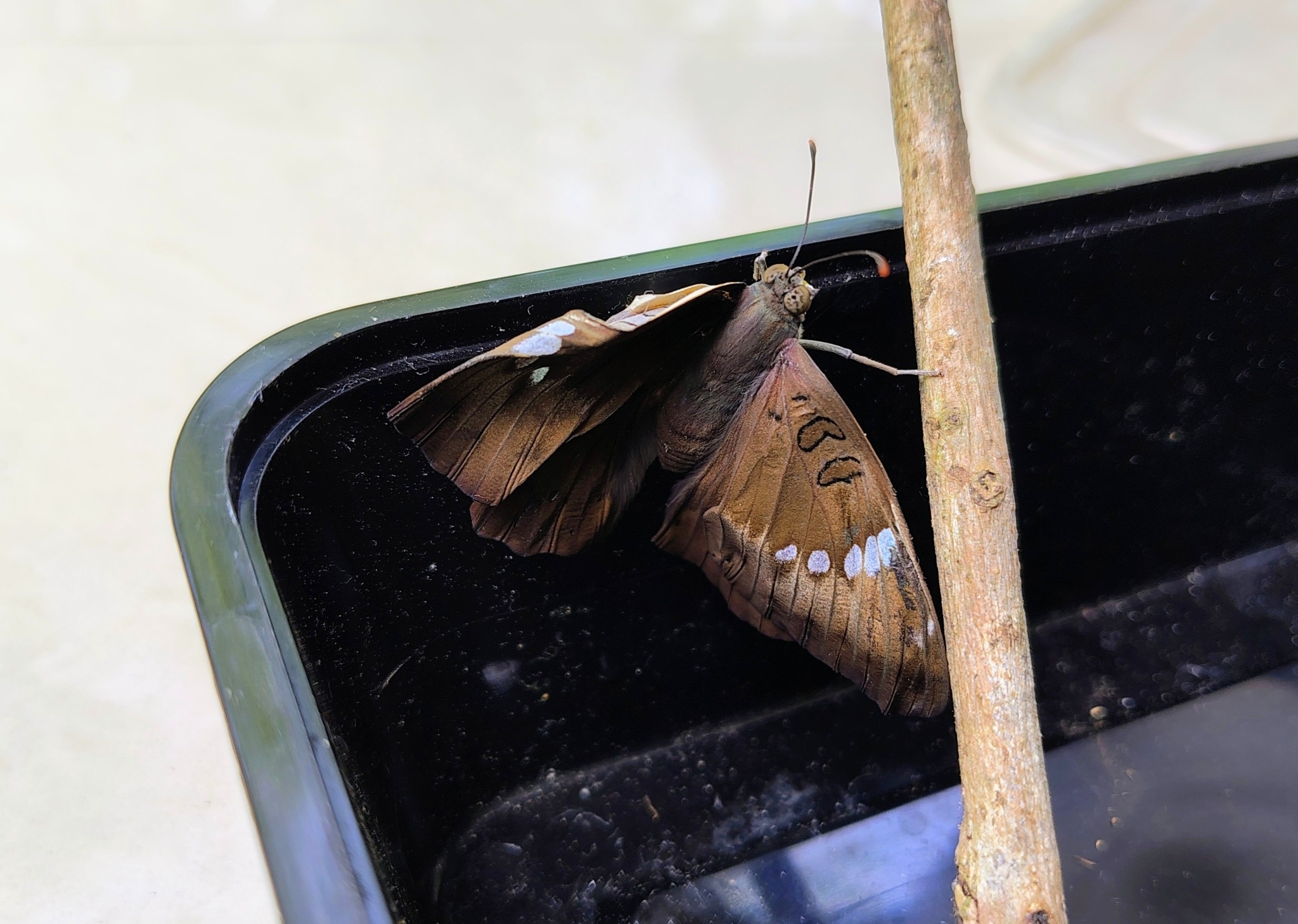 Common Baron