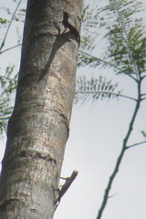 Draco spilopterus