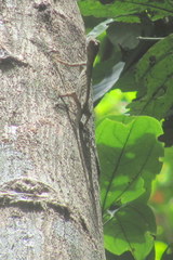 Draco spilopterus