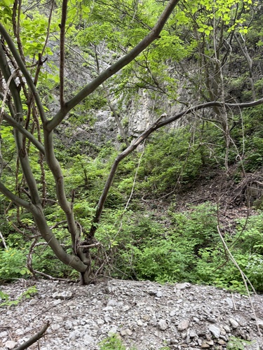 Père David's Maple (Acer davidii)