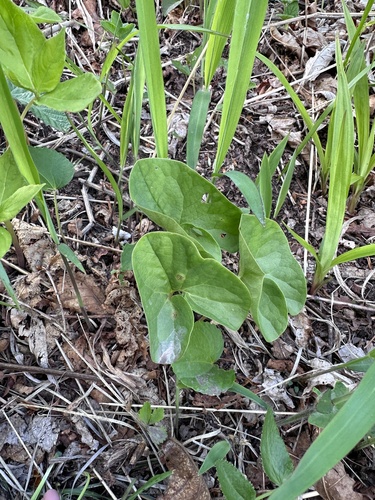 Asarum sieboldii, photograph 6