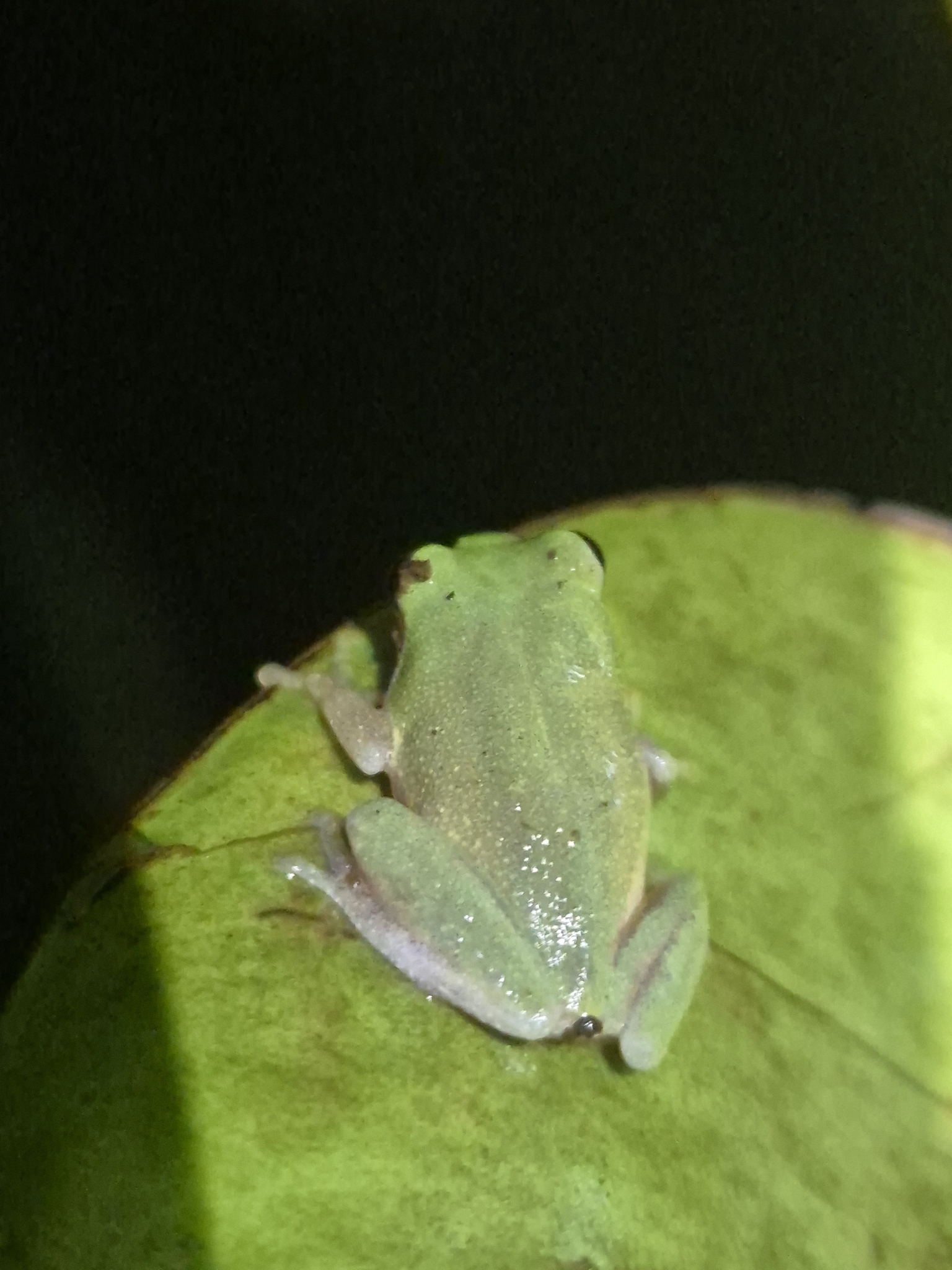 Variable Coloured Bush Frog