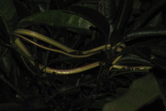 Dendrelaphis marenae