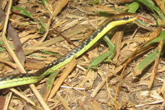Dendrelaphis marenae
