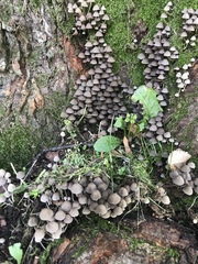 Coprinellus