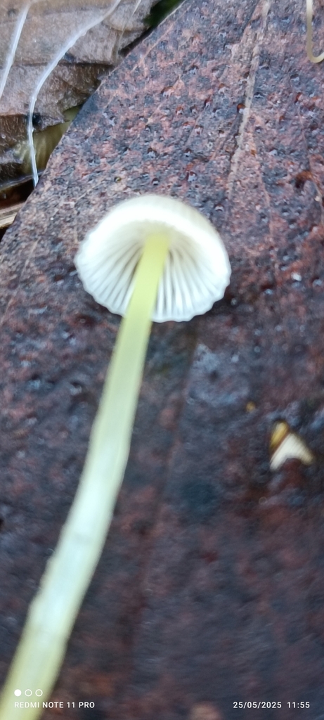 Mycena epipterygia · May 2025 · photo: © jacklem (iNaturalist, cc-by)