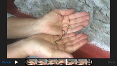 Leptotyphlopidae
