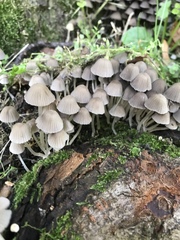 Coprinellus