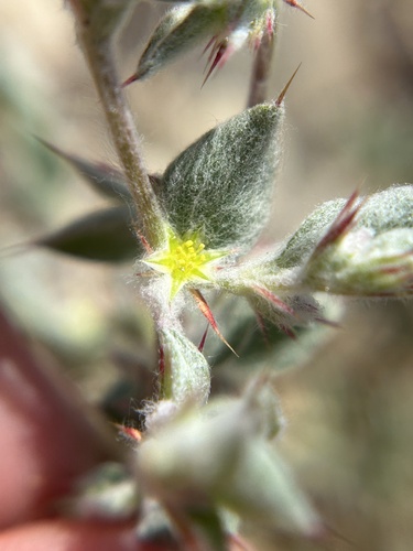 false spineflower (Hollisteria lanata)