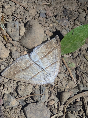Northern Petrophora Moth photo 4