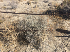 Psorothamnus polydenius